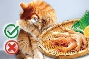 Can cats eat shrimp? Good or Harmful