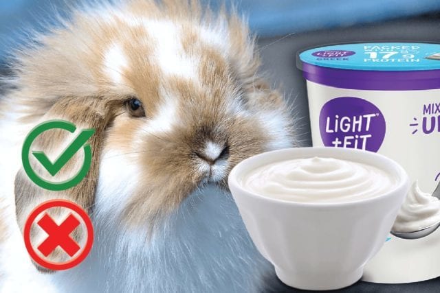 Can rabbits eat yogurt? Good or Harmful