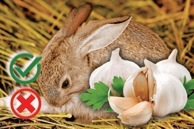 Can rabbits eat garlic? Good or Harmful
