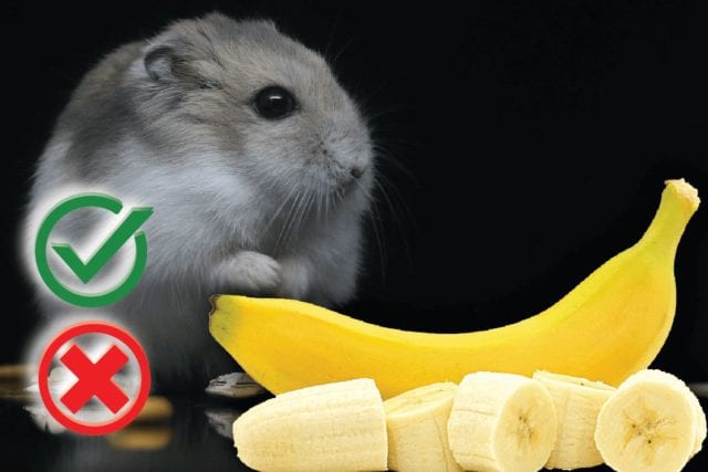 Can hamsters eat bananas? Good or Harmful