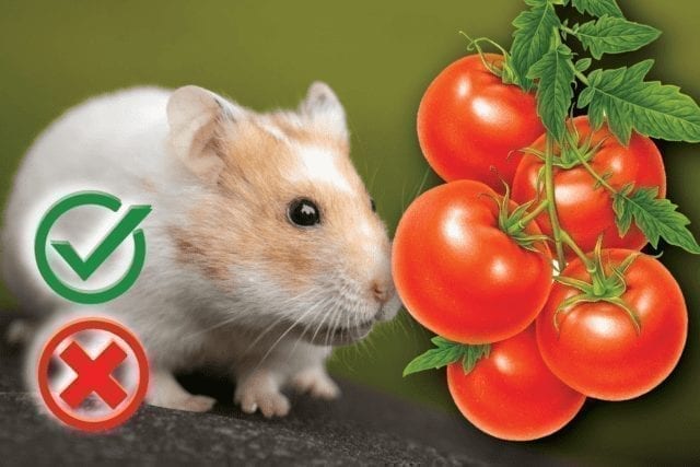 Can hamsters eat tomatoes? Good or Harmful