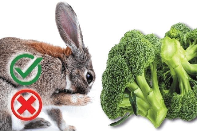 Can Rabbits Eat Broccoli? Good or Harmful