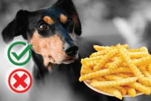 Can Dogs Eat French Fries? Good or Harmful