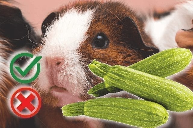 Can guinea pigs eat zucchini? Good or Harmful