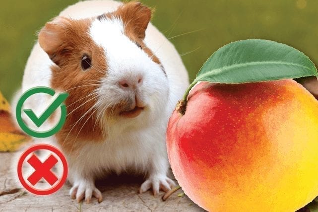Can guinea pigs eat mango? Good or Harmful