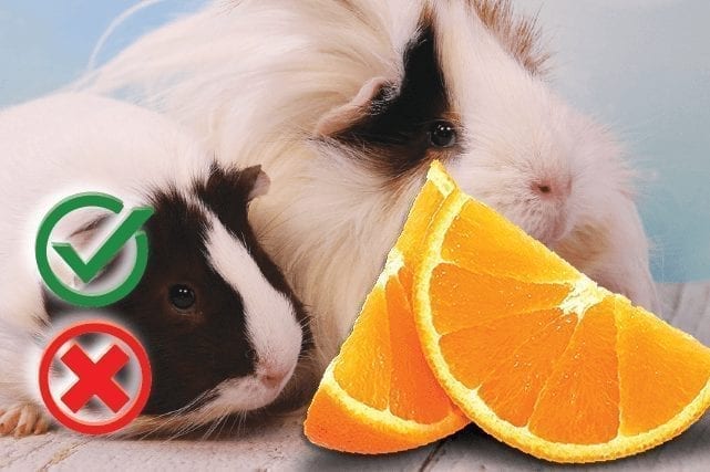 Can guinea pigs eat oranges? Good or Harmful