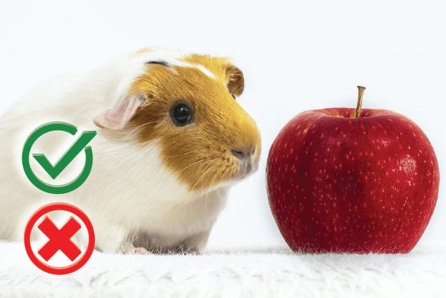 Can guinea pigs eat apples? Good or Harmful