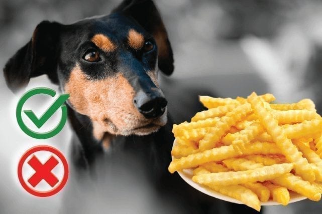 Can Dogs Eat French Fries? Good or Harmful