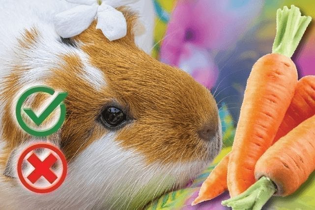 Can Guinea pigs eat carrots?