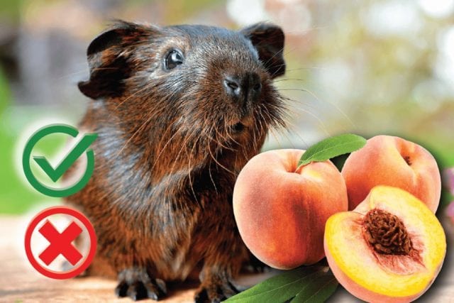 Can guinea pigs eat peaches? Good or Harmful