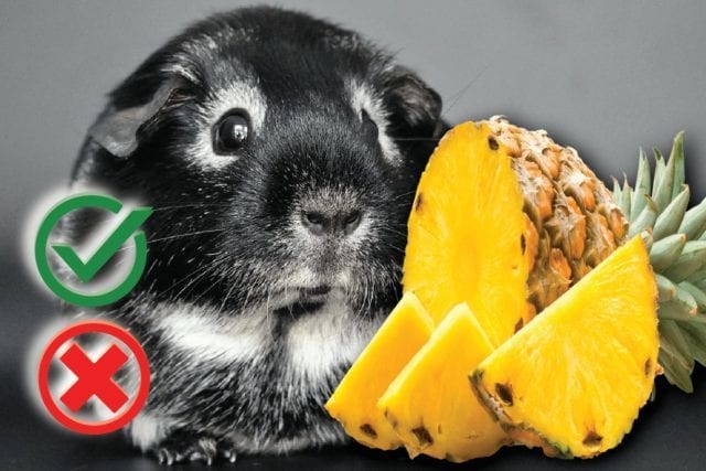 Can guinea pigs eat pineapple? Good or Harmful