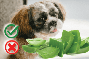Can Dogs Eat Aloe Vera? Good or Harmful