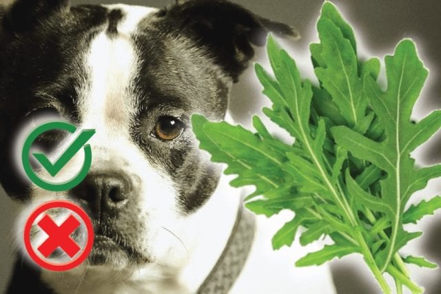 Can Dogs Eat Arugula? Good or Harmful