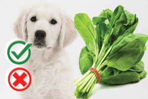 Can Dogs Eat Spinach? Good or Harmful