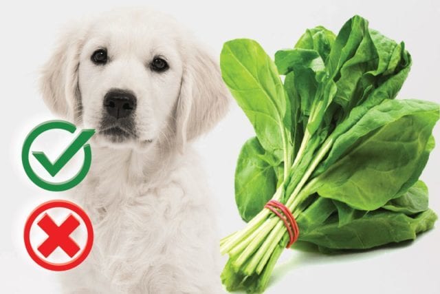 Can Dogs Eat Spinach? Good or Harmful