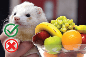 Can ferrets eat fruit? Good or Harmful