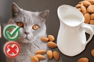 Can cats drink almond milk? Good or Harmful