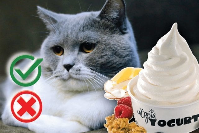 Can cats eat yogurt? Good or Harmful