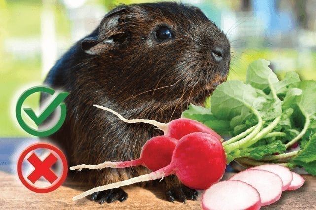 Can guinea pigs eat radishes? Good or Harmful