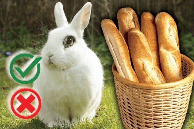 Can rabbits eat bread? Good or Harmful