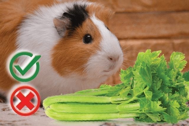 Can guinea pigs eat celery? Good or Harmful