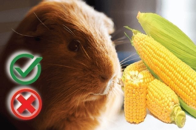Can guinea pigs eat corn? Good or Harmful