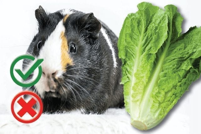 Can guinea pigs eat lettuce? Good or Harmful