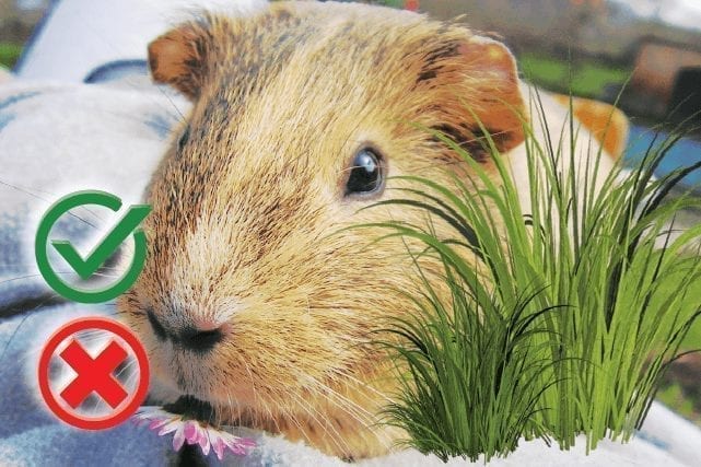 Can guinea pigs eat grass? Good or Harmful
