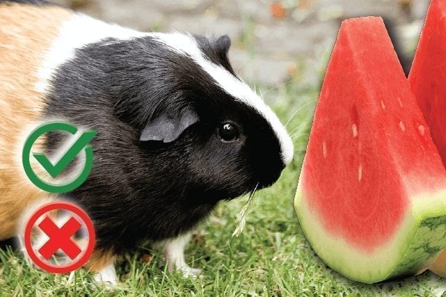 Can guinea pigs eat watermelon? Good or Harmful