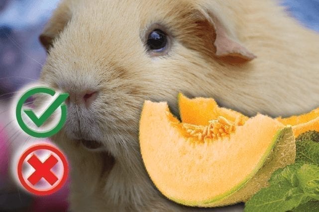 Can guinea pigs eat cantaloupe melon? Good or Harmful