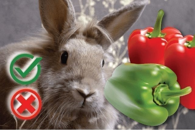 Can rabbits eat peppers (green or red)? Good or Harmful