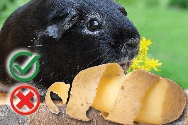 Can guinea pigs eat Potatoes? Good or Harmful