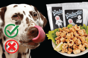 Can Dogs Eat pork cracklings? Good or Harmful