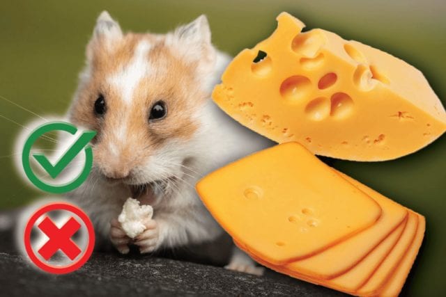Can hamsters eat cheese? Good or Harmful