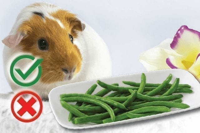 Can guinea pigs eat green beans? Good or Harmful