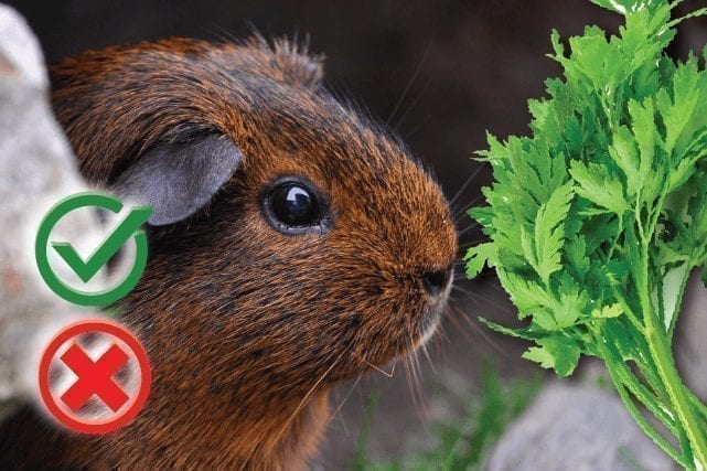 Can guinea pigs eat parsley? Good or Harmful