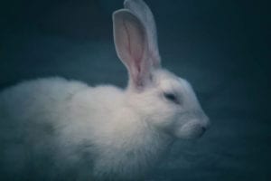 Can rabbits see in the dark?