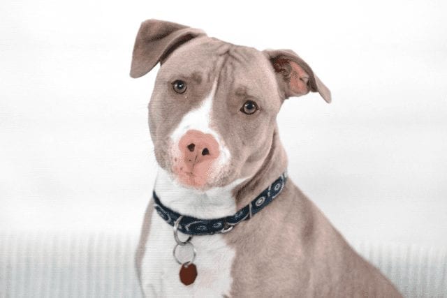 The Blue Fawn Pitbull: Everything you need to know