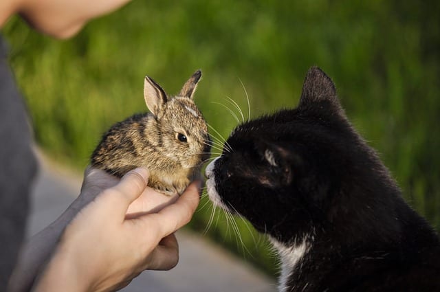 can rabbits eat cat food