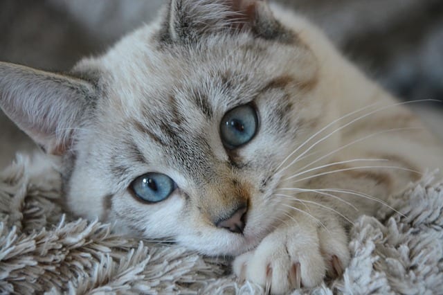 Blue-eyed cats
