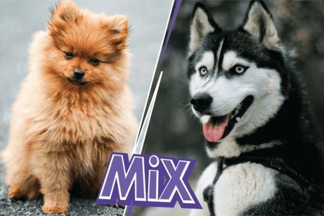 The Pomsky Dog: Husky Pomeranian Mix