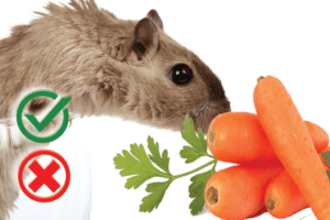 Can hamsters eat carrots? Good or Harmful