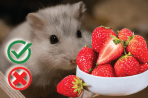 Can hamsters eat strawberries? Good or Harmful