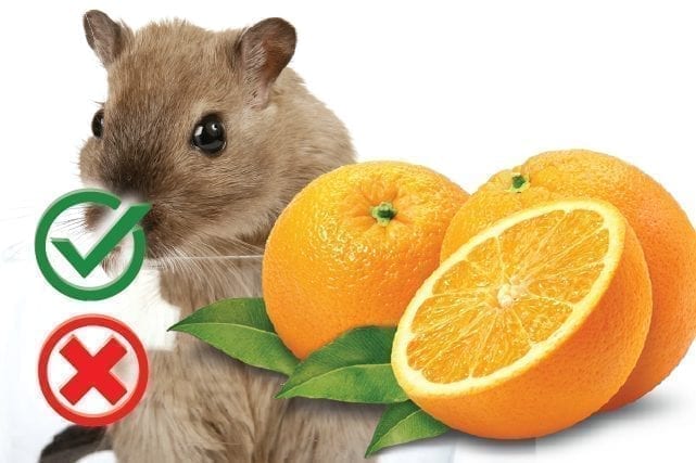 Can hamsters eat oranges? Good or Harmful