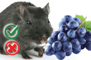 Can hamsters eat grapes? Good or Harmful