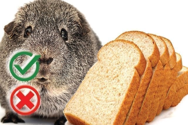 Can guinea pigs eat bread? Good or Harmful