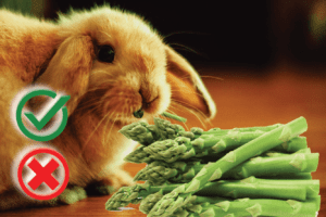 Can rabbits eat asparagus? Good or Harmful