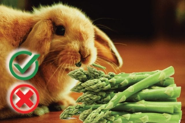 Can rabbits eat asparagus? Good or Harmful