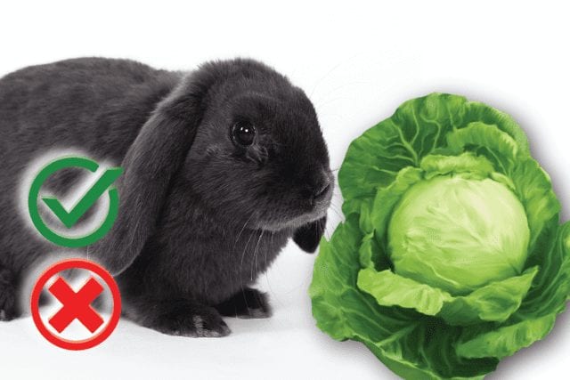 Can rabbits eat cabbage? Good or Harmful