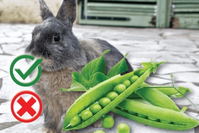 Can I feed my rabbit green beans? Good or Harmful